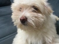 Maltipoo köpeğimi veriyorum