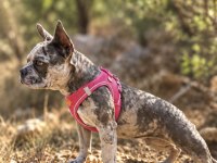 Satılık Dişi Fransız Bulldog Merle