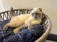 Scottish Fold Fotoğraflardaki her şey verilecektir
