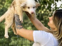 Özel Renklere Sahip Border Collie Kızımız