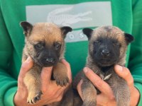 Saf kan belçika malinois yavrular için geç kalmayın