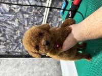 Üst Kalite Toy Poodle Yavrularımız Teslime Hazır