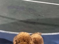 15 aylık erkek poodle ismi tarçın