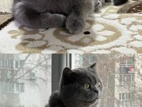 4 aylık sevimli erkek scottish fold kardeşler
