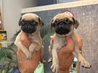 IRK VE SAĞLIK GARANTİLİ PUG YAVRULARIMIZ (MERSİN)