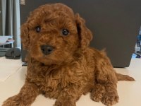 Toy poodle 28/09/2024 doğumlu