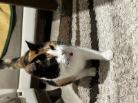 Üç renkli calico dişi kedimiz