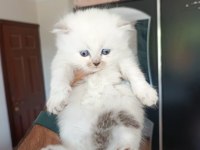 BRİTİSH LONGHAİR KEDİSİ