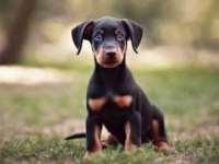 Afacan Doberman bebekler kapıda ödeme mevcuttur