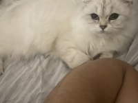 1 yaşında dişi güzeller güzeli kedimiz