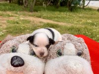 MORKİE MORKİ KÖPEĞİMİZ
