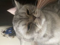 British shorthair kedim