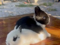 Cüce tavşan (netherland dwarf)