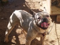 Fransız Bulldog Uygun