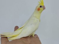 Yeni YEME DÜŞMÜŞ ele alışık ısırma bilmez bebek kuşlar