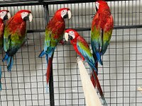 KIRMIZI MACAW ARA PAPAĞANLARI