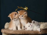 British shorthair ve longhair golden yavrular
