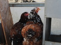 PORSELEN BRAHMA KULUÇKALIK YUMURTA & CİVCİV