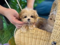 Ruhsatlı çiftliğimizden anne altı maltipoo