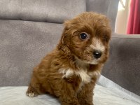TEACUP MALTIPOO OĞLUMUZ