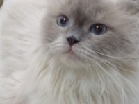 2.5 yaşında british longhair kızımıza yuva arıyoruz