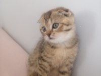 2 Aylık Yavru Scottish Fold