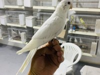 Yavru Albino Kırmızı Göz Sultan Papağanı