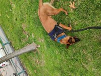 Belçika malinois köpeği