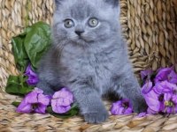 Güzeller Güzeli Brıtısh Shorthair Yavrular