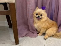 Pomeranian Show Class