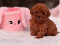Toy Poodle Yavru Erkek Ve Dişi Yavrular Ücretsiz Teslimat