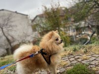 7 aylık pomeranian boo