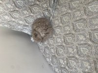 British longhair kedimiz