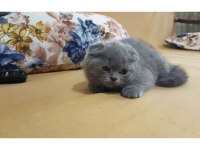 A kalite british shorthair yavrular sahiplendirilecektir