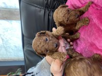 BU SEVİMLİ POODLE KAÇMAZ