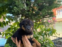 Mağazamızdan Macar Rottweiler Yavruları Sizlerle
