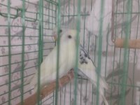 40 Günlük Erkek Dişi Muhabbet Kuşlar