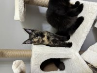 Ayşe arık line maine coon