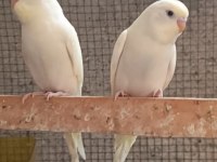 Yavru Muhabbet Kuşları