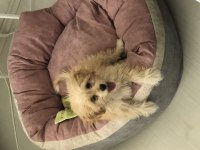 Maltipoo tuvalet eğitimli
