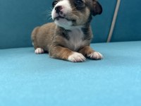 Pinscher şivava yavrular
