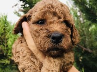 RED BROWN TOY POODLE