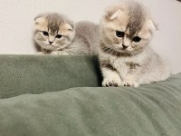 Scottish fold kediler tuvalet eğitimleri var
