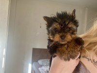 2,5 aylık Dişi Anne baba teacup Yorki