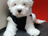 KAR BEYAZ MALTESE TERRIER BEBEKLER