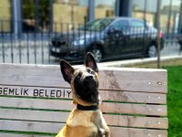 Güzel malinois kızımız deyzi