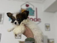 Petmode Köpek Çiftliğinden  tea cup papillon yavrumuz