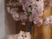BLH ny11 güzellik yarışmasına hazır british longhair kızımız