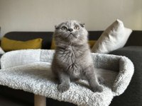 SIFIR KULAK SCOTTİSH FOLD CİNSİ YAVRUMUZA AİLE ARIYORUZ