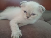 55 günlük british shorthair yavrular